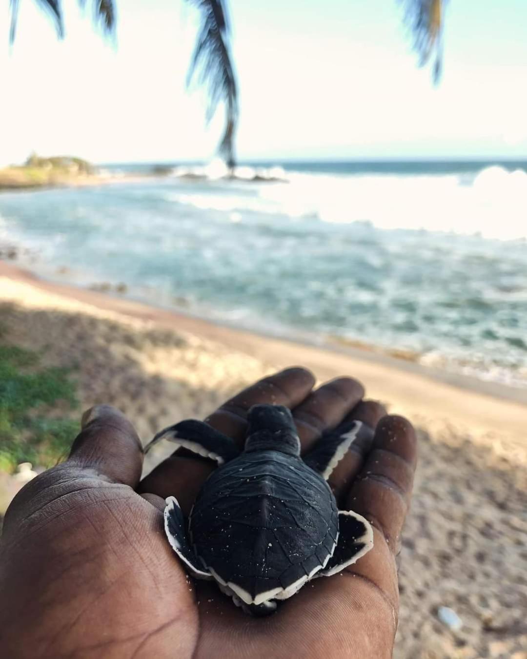 Jk House Turtle Point Hotel Dikwella Exterior foto